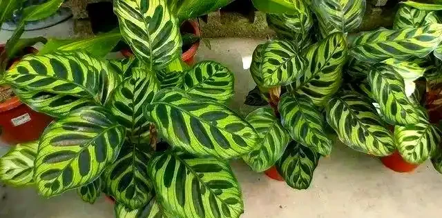 打造宜人綠意空間:封閉陽臺耐陰植物精選TOP10