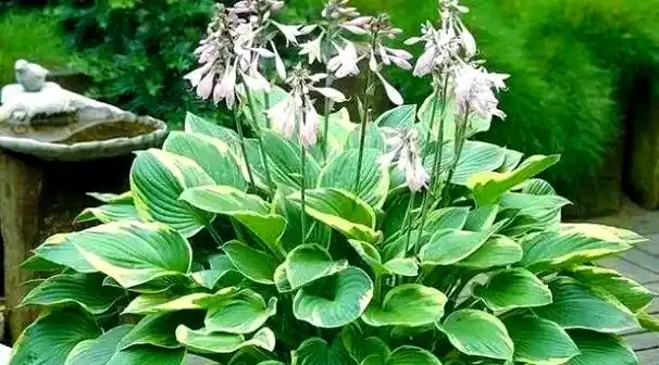 打造宜人綠意空間:封閉陽臺耐陰植物精選TOP10