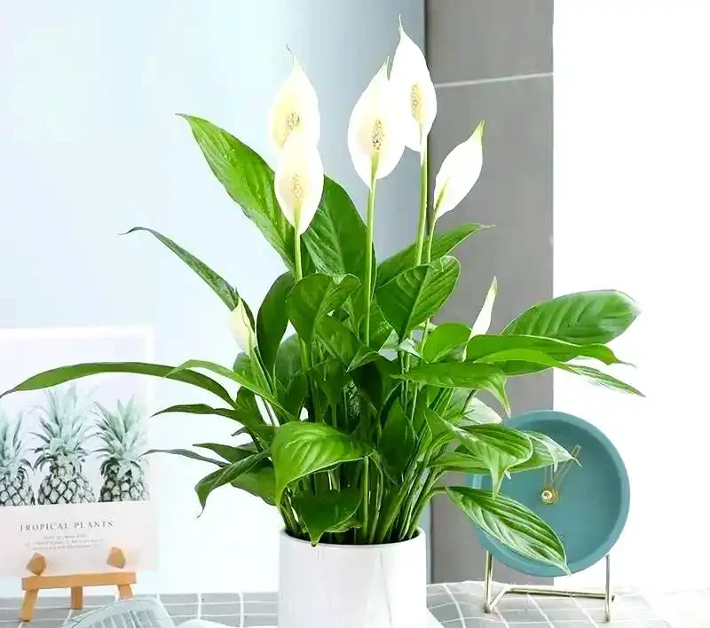 打造宜人綠意空間:封閉陽臺耐陰植物精選TOP10
