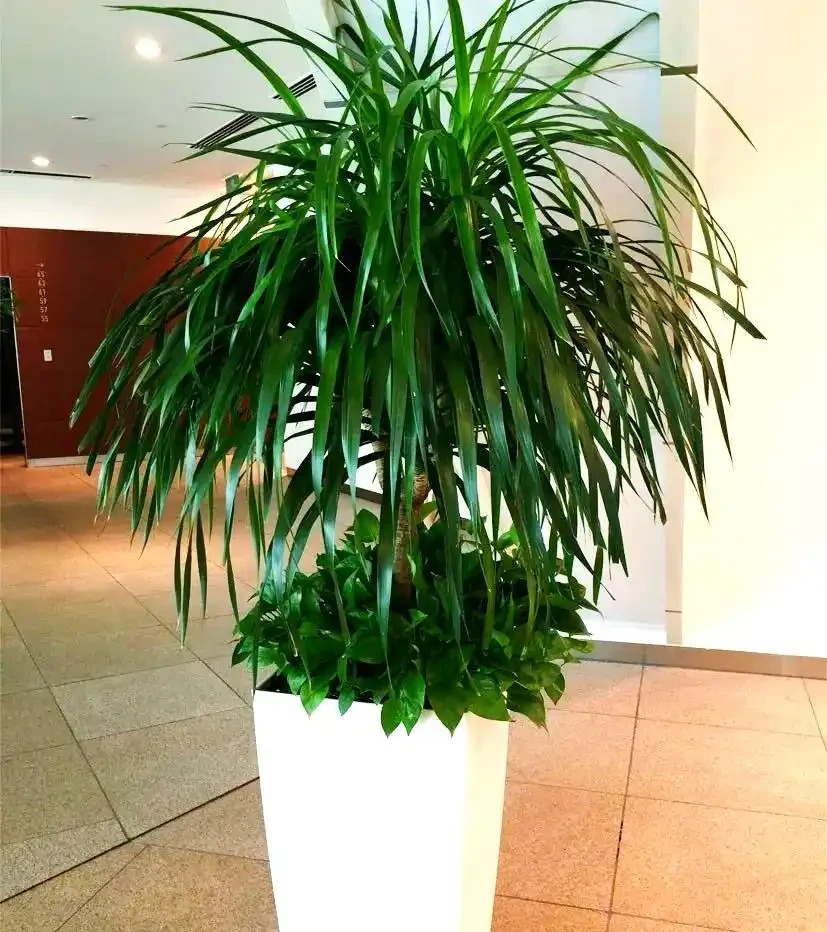 打造宜人綠意空間:封閉陽臺耐陰植物精選TOP10