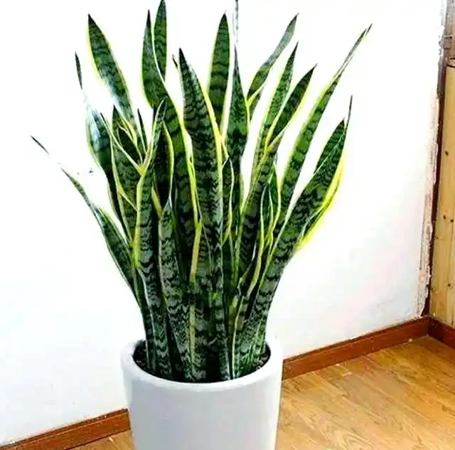 打造宜人綠意空間:封閉陽臺耐陰植物精選TOP10