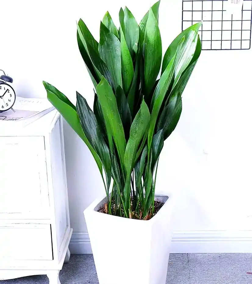 打造宜人綠意空間:封閉陽臺耐陰植物精選TOP10