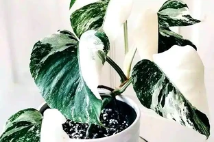 打造宜人綠意空間：封閉陽臺耐陰植物精選TOP10