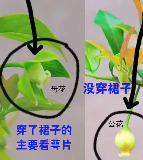 公花母花對比圖