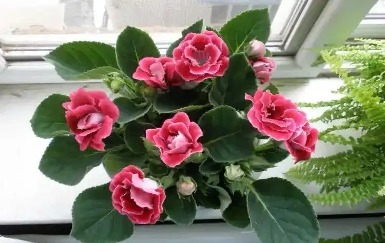 八種怕光照花卉大揭秘,曬多了就蔫,你家養了幾種?