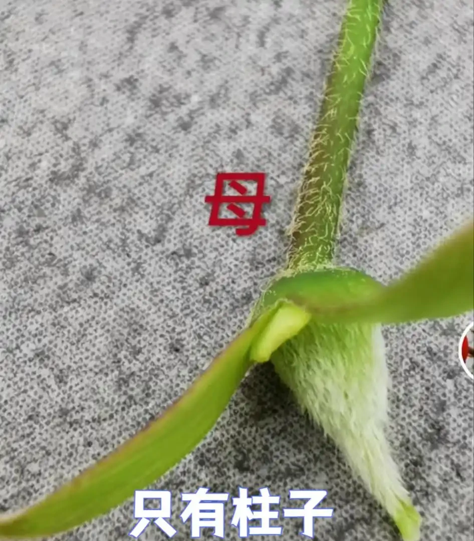 怎麼分辨老鴉柿公花母花?公(母)花一定就是公(母)樹嗎?