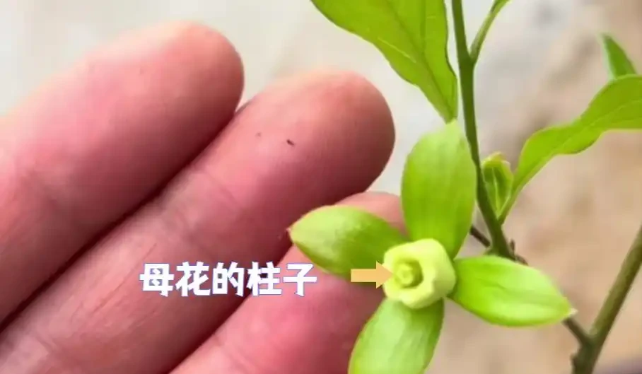 怎麼分辨老鴉柿公花母花?公(母)花一定就是公(母)樹嗎?