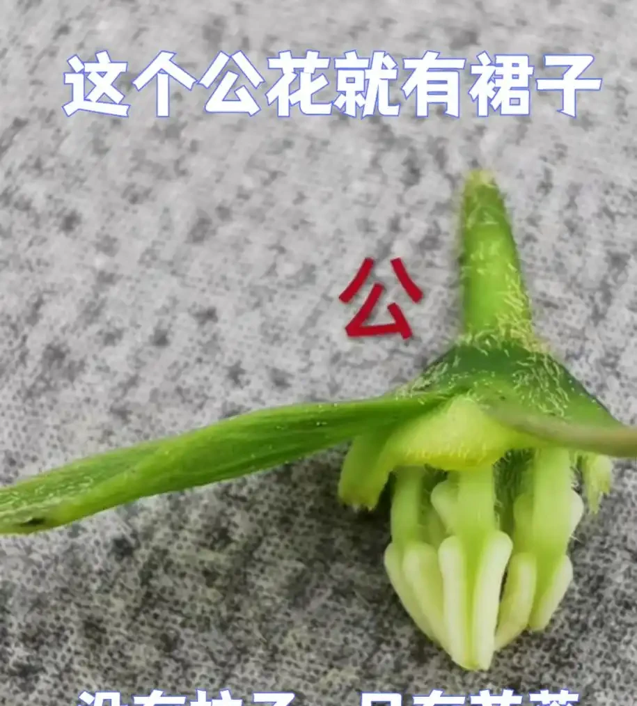 怎麼分辨老鴉柿公花母花?公(母)花一定就是公(母)樹嗎?