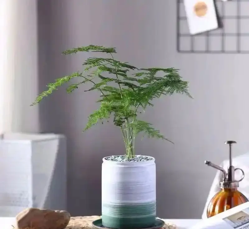 八種怕光照花卉大揭秘,曬多了就蔫,你家養了幾種?