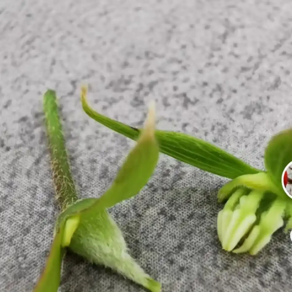 公花母花對比