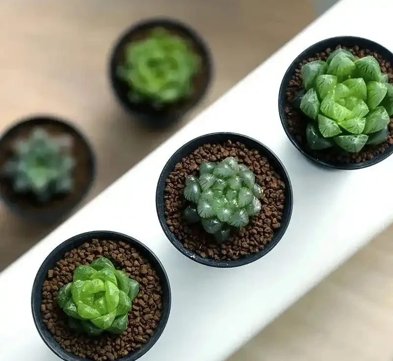 八種怕光照花卉大揭秘,曬多了就蔫,你家養了幾種?