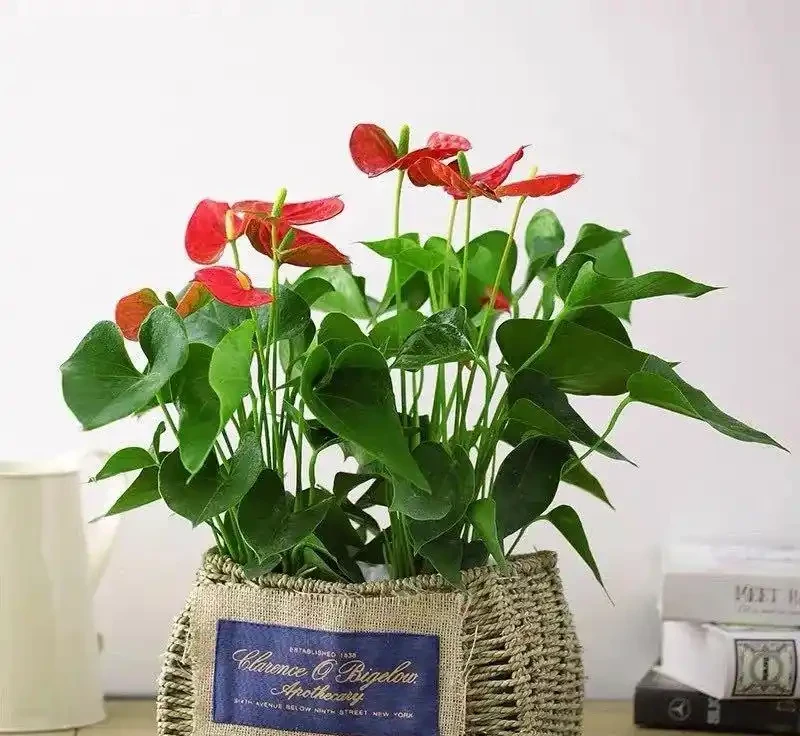 八種怕光照花卉大揭秘,曬多了就蔫,你家養了幾種?