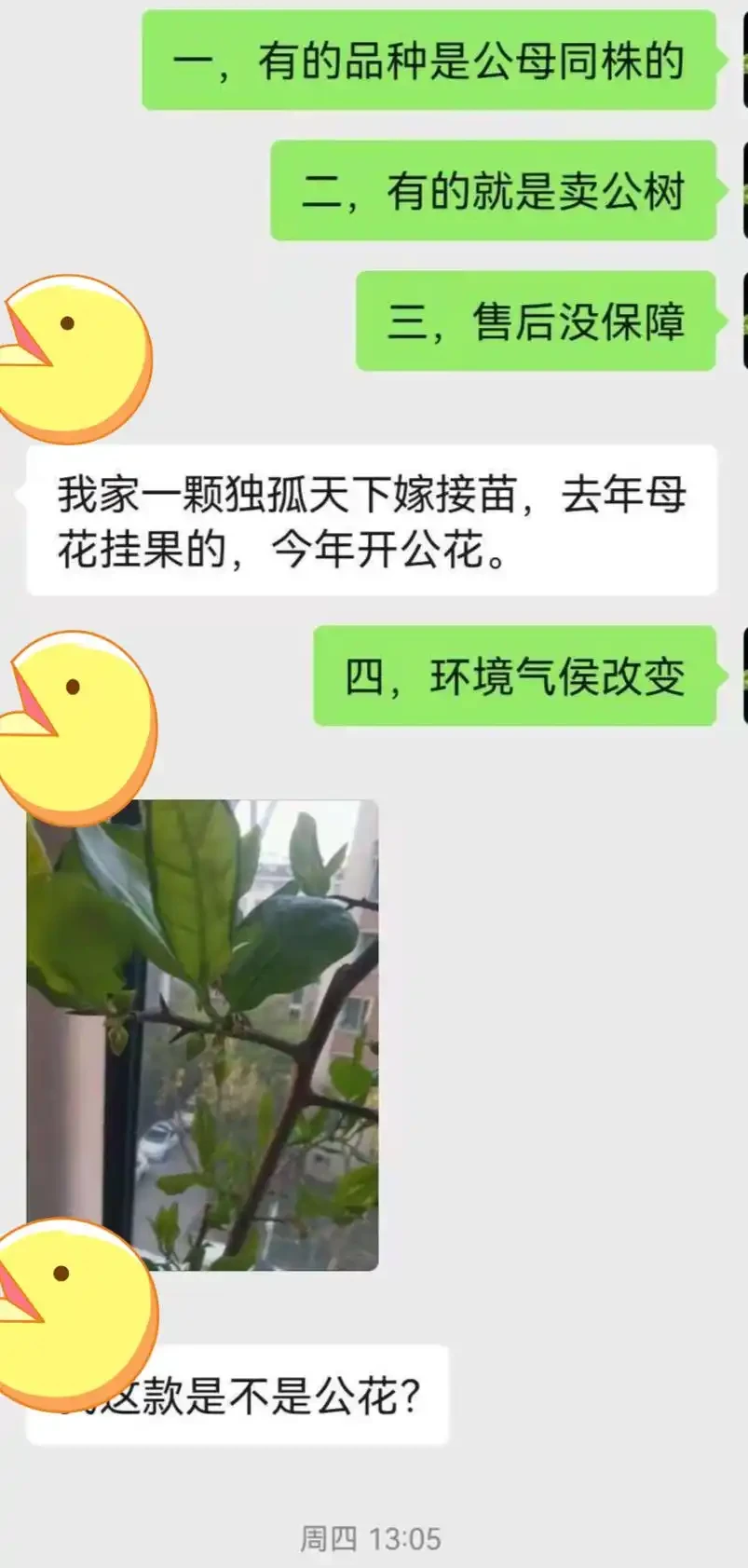 怎麼分辨老鴉柿公花母花?公(母)花一定就是公(母)樹嗎?