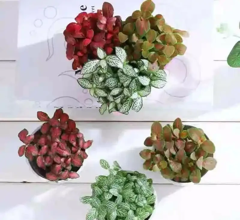 八種怕光照花卉大揭秘,曬多了就蔫,你家養了幾種?