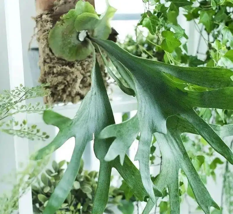八種怕光照花卉大揭秘,曬多了就蔫,你家養了幾種?