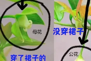 怎麼分辨老鴉柿公花母花？公（母）花一定就是公（母）樹嗎？