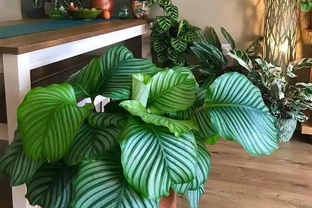 八種怕光照花卉大揭秘，曬多了就蔫，你家養了幾種？
