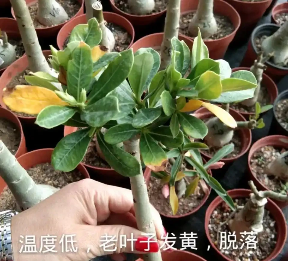 沙漠玫瑰光桿了?主要有這4個原因,注意後快速發芽,枝繁葉茂