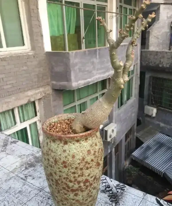 沙漠玫瑰光桿了?主要有這4個原因,注意後快速發芽,枝繁葉茂