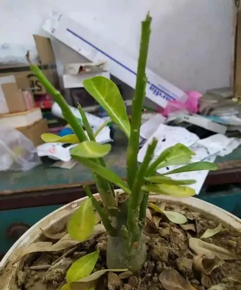 沙漠玫瑰光桿了?主要有這4個原因,注意後快速發芽,枝繁葉茂