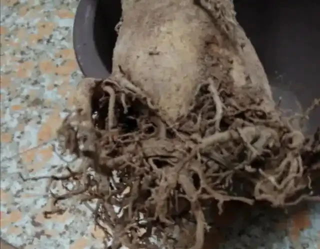 沙漠玫瑰光桿了?主要有這4個原因,注意後快速發芽,枝繁葉茂