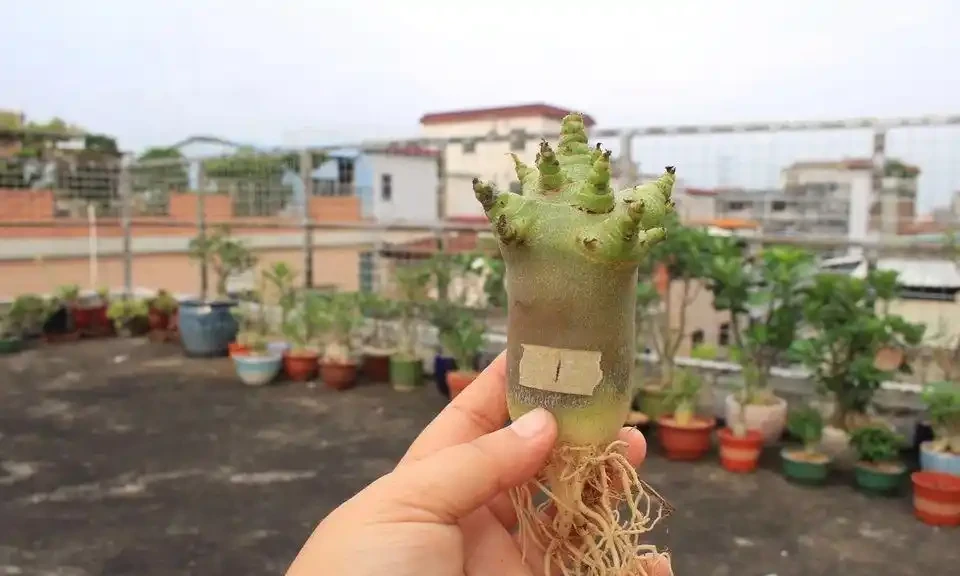 沙漠玫瑰光桿了?主要有這4個原因,注意後快速發芽,枝繁葉茂