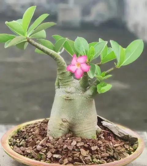 沙漠玫瑰光桿了?主要有這4個原因,注意後快速發芽,枝繁葉茂