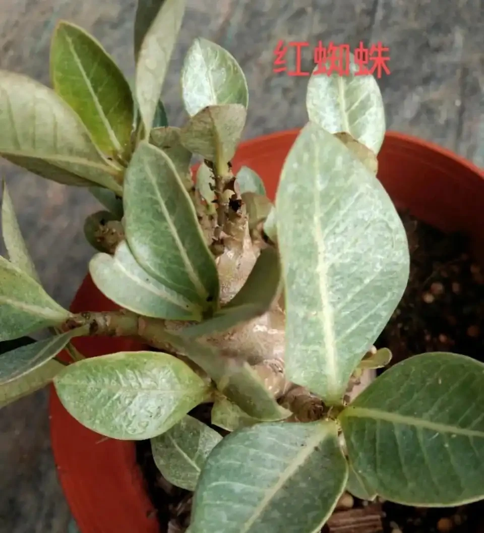 沙漠玫瑰光桿了?主要有這4個原因,注意後快速發芽,枝繁葉茂