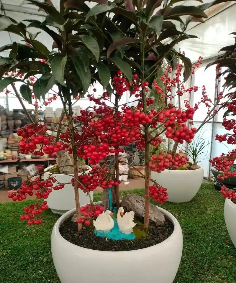 十種「旺財花」,不僅寓意好,還利於健康能「養人」,值得擁有