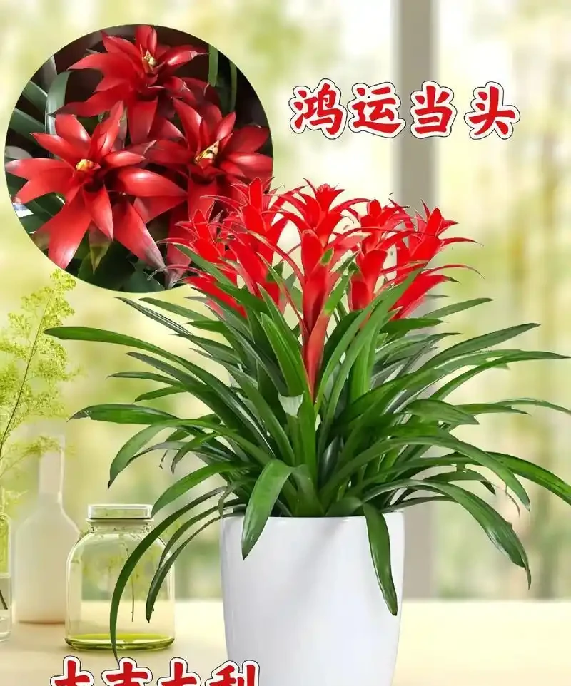十種「旺財花」,不僅寓意好,還利於健康能「養人」,值得擁有