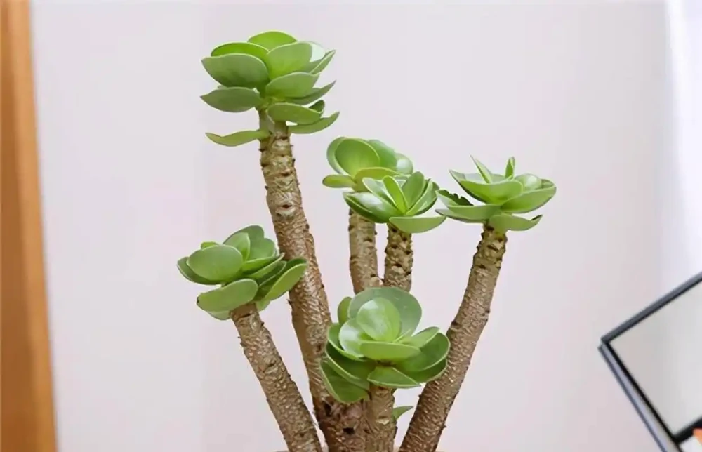 十種「旺財花」,不僅寓意好,還利於健康能「養人」,值得擁有