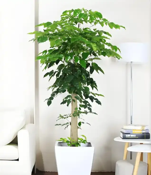 十種「旺財花」,不僅寓意好,還利於健康能「養人」,值得擁有