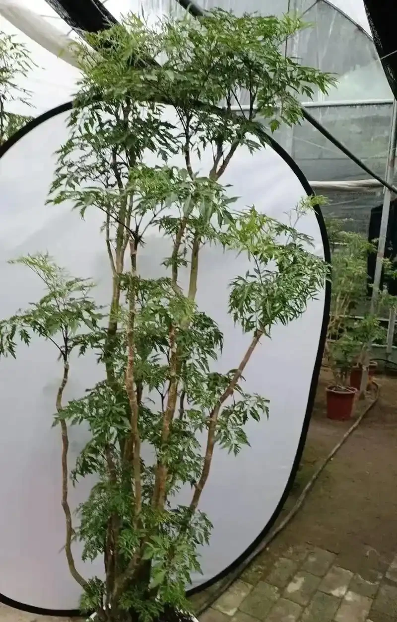 十種「旺財花」,不僅寓意好,還利於健康能「養人」,值得擁有