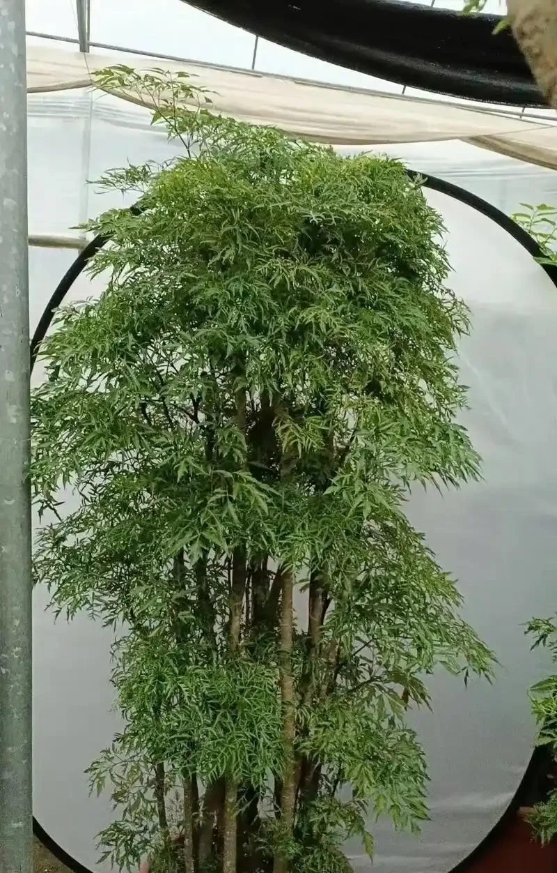 十種「旺財花」,不僅寓意好,還利於健康能「養人」,值得擁有