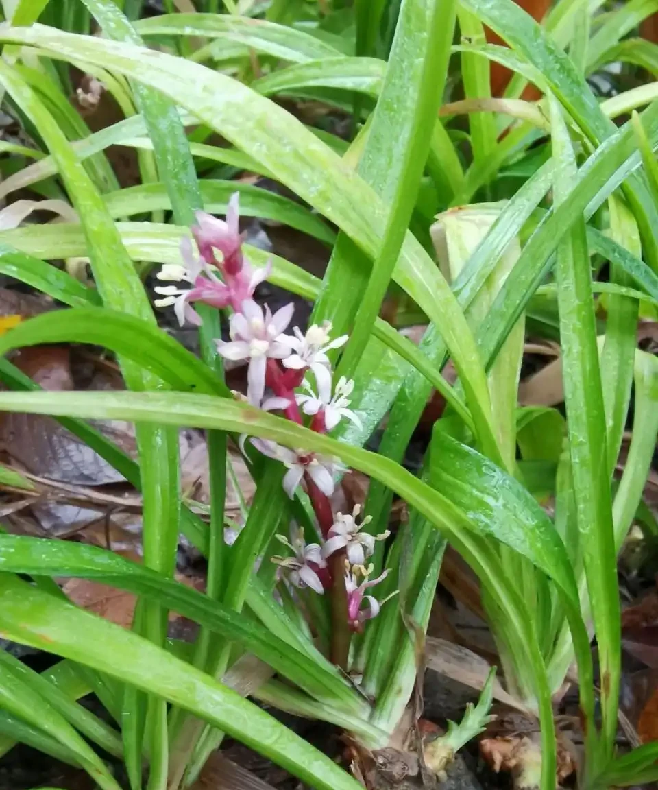 十種「旺財花」,不僅寓意好,還利於健康能「養人」,值得擁有