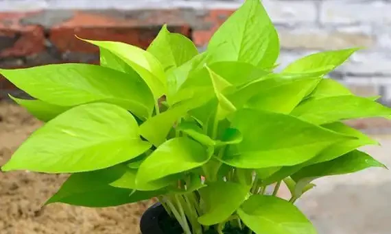 十種「旺財花」,不僅寓意好,還利於健康能「養人」,值得擁有