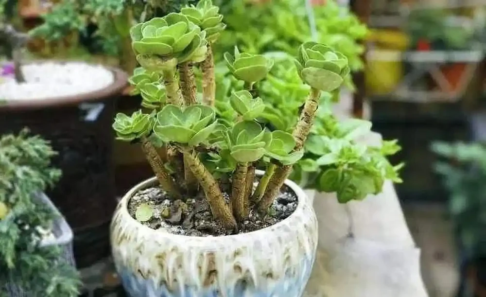 十種「旺財花」,不僅寓意好,還利於健康能「養人」,值得擁有