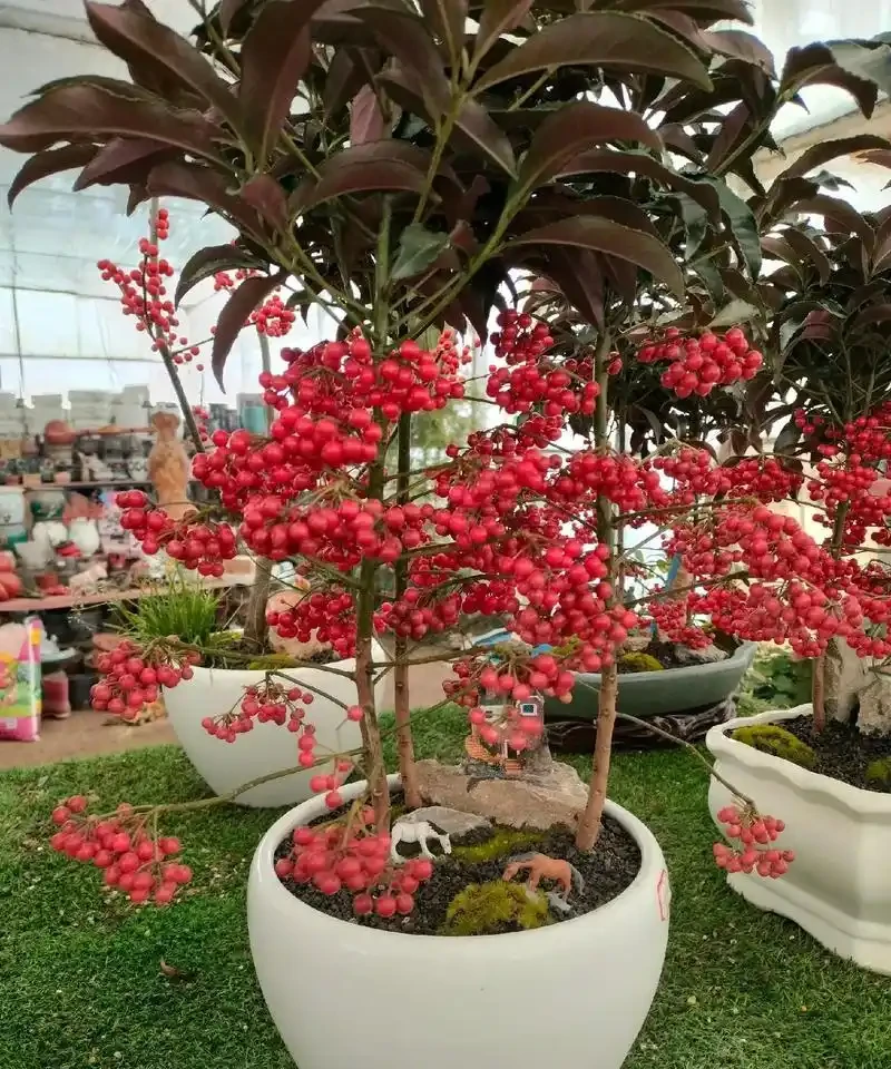 十種「旺財花」,不僅寓意好,還利於健康能「養人」,值得擁有