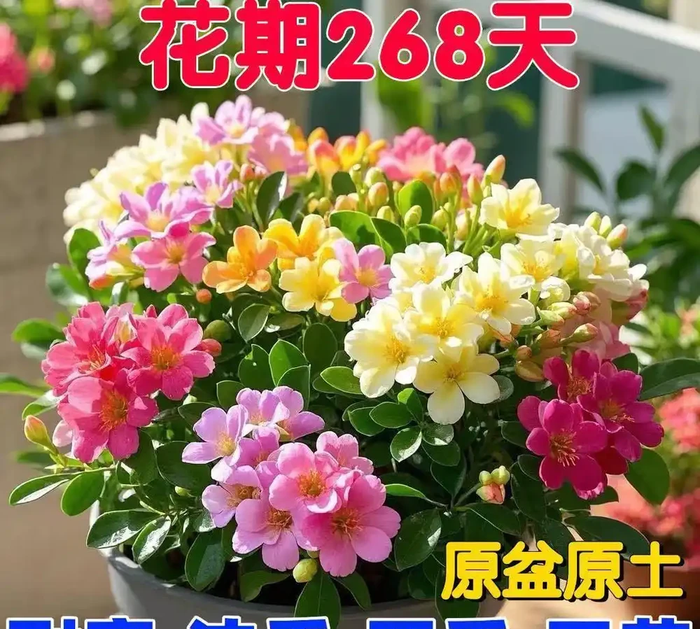 超長開花期+耐寒抗造!這些四季開花的濃香植物,陽臺黨閉眼入!