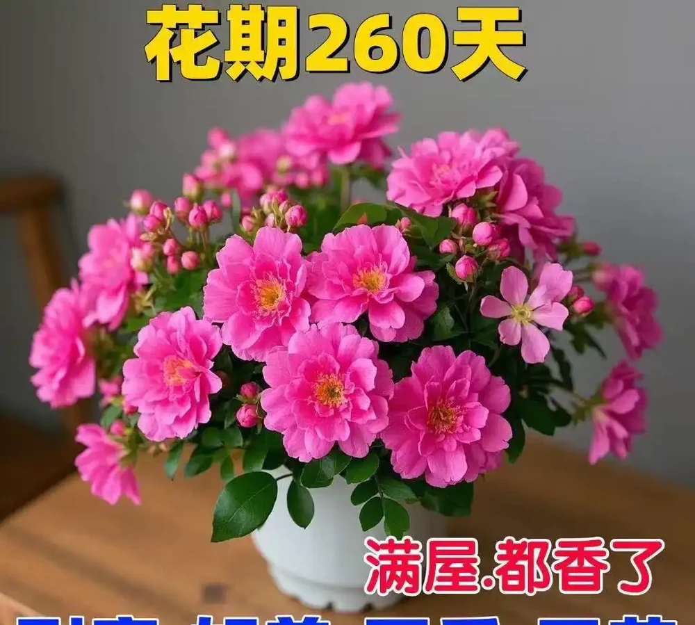 超長開花期+耐寒抗造!這些四季開花的濃香植物,陽臺黨閉眼入!