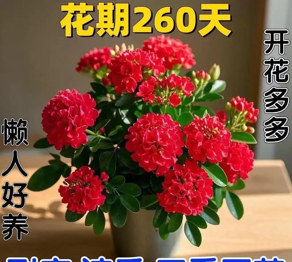 超長開花期+耐寒抗造!這些四季開花的濃香植物,陽臺黨閉眼入!