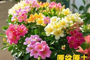 超長開花期+耐寒抗造！這些四季開花的濃香植物，陽臺黨閉眼入！