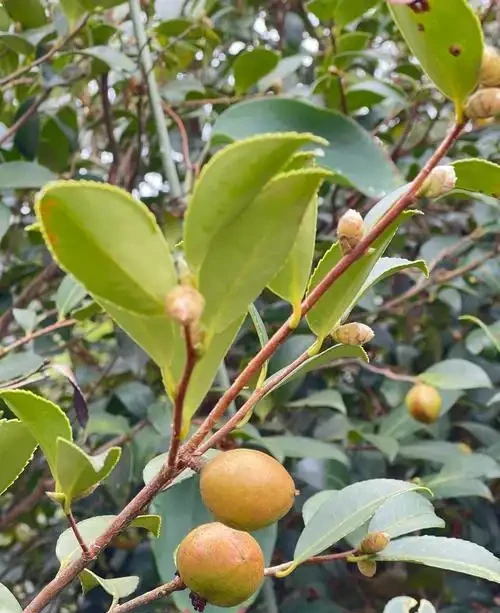 油茶樹施什麼肥最好?有哪些肥料選擇及施肥的時機與方法