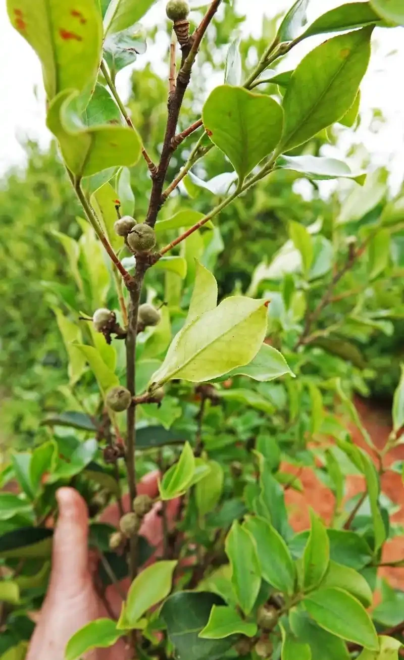 油茶樹施什麼肥最好?有哪些肥料選擇及施肥的時機與方法