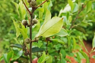 油茶樹施什麼肥最好？有哪些肥料選擇及施肥的時機與方法