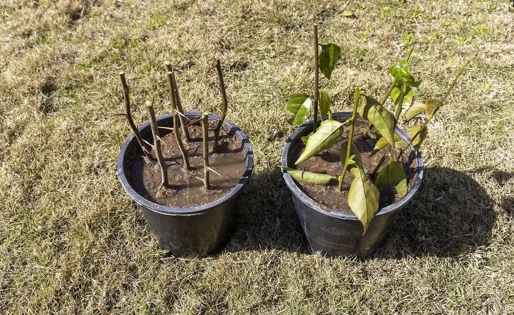 春天插枝不求人!掌握這4個「長根」技巧,陽臺秒變小花園!
