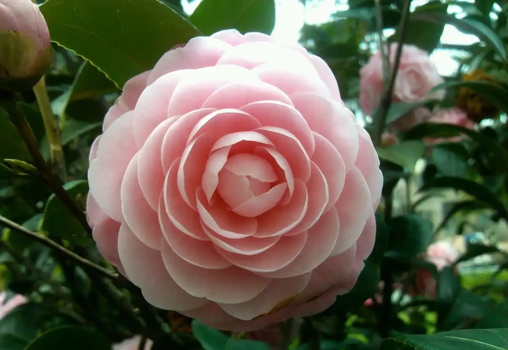茶花