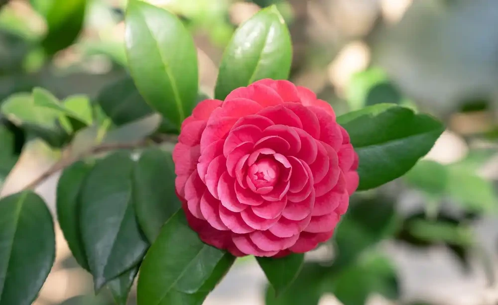 茶花