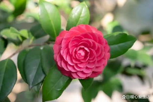 茶花掉葉子怎麼回事？全面解析原因與科學處理方法