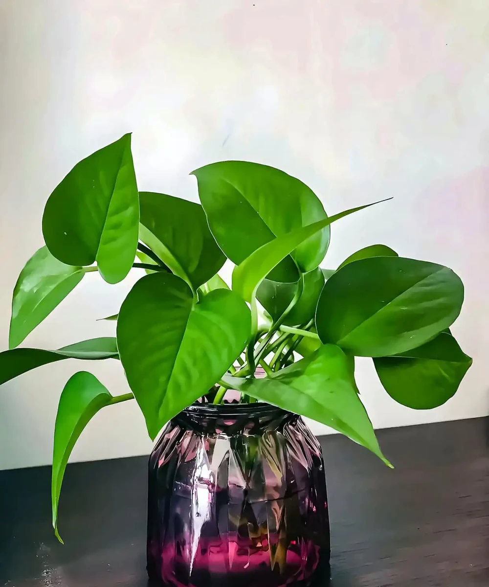 水耕黃金葛怎麼養才能更旺盛5小妙招,根系壯、葉片油亮不發黃!